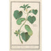 Gurke Cucumis sativus - Anselmus Botius de Boodt — Ansicht des Kunstwerks