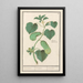 Gurke Cucumis sativus - Anselmus Botius de Boodt — gerahmtes Bild an der Wand
