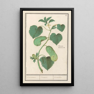 Anselmus Botius de Boodt - Komkommer Cucumis sativus Concommer Cucumer Cornichon.webp