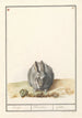 Kaninchen Oryctolagus cuniculus - Anselmus Botius de Boodt — Ansicht des Kunstwerks