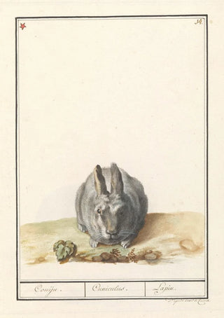 Anselmus Botius de Boodt - Konijn Oryctolagus cuniculus Conijn Cuniculus Lapin.webp