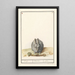Kaninchen Oryctolagus cuniculus - Anselmus Botius de Boodt — gerahmtes Bild an der Wand