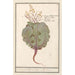 Chou Brassica oleracea - Anselmus Botius de Boodt — Ansicht des Kunstwerks