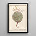 Chou Brassica oleracea - Anselmus Botius de Boodt — gerahmtes Bild an der Wand