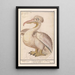 Reproduktion des Gemäldes Fransen-Pelikan Pelecanus crispus - Anselmus Botius de Boodt