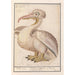 Reproduktion des Gemäldes Fransen-Pelikan Pelecanus crispus - Anselmus Botius de Boodt