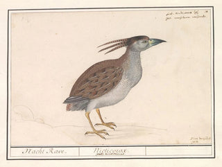 Heron aschgrau - Anselmus Botius de Boodt — Ansicht des Kunstwerks