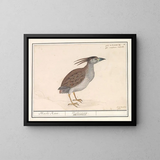 Heron aschgrau - Anselmus Botius de Boodt — gerahmtes Bild an der Wand
