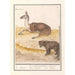 Lama Lama glama und Braunbär Ursus arctos - Anselmus Botius de Boodt — Ansicht des Kunstwerks