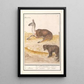 Anselmus Botius de Boodt - Lama Lama glama en bruine beer Ursus arctos arctos 1 2 Beer 1 allocamelus 2 ursus 1 Lama 2 Ours.webp