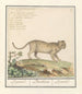 Leopard Panthera pardus Leopard - Anselmus Botius de Boodt — Ansicht des Kunstwerks
