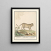 Leopard Panthera pardus Leopard - Anselmus Botius de Boodt — gerahmtes Bild an der Wand