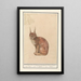 Lynx Lynx lynx - Anselmus Botius de Boodt — gerahmtes Bild an der Wand