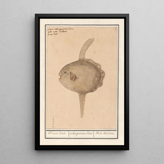 Anselmus Botius de Boodt - Maanvis Mola mola Maene Visch orthragoriscus Luna Mole Molebout.webp