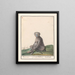 Mandrill Mandrillus sphinx Baviaen Cercopithechus Mandrill - Anselmus Botius de Boodt — gerahmtes Bild an der Wand