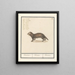 Marter Martes Maertere Martes Martre - Anselmus Botius de Boodt — gerahmtes Bild an der Wand