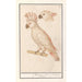 Cacatoès des Moluques Cacatua moluccensis - Anselmus Botius de Boodt — Ansicht des Kunstwerks