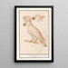 Cacatoès des Moluques Cacatua moluccensis - Anselmus Botius de Boodt — gerahmtes Bild an der Wand