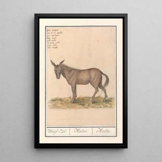 Anselmus Botius de Boodt - Muilezel Equus mulus MuijlEzel Mulus Mulet.webp