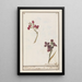 Giroflée Erysimum cheiri - Anselmus Botius de Boodt — gerahmtes Bild an der Wand