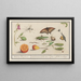Ensemble d'histoire naturelle n° 10 10 Feuille de mélange - Anselmus Botius de Boodt — gerahmtes Bild an der Wand