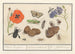 Naturhistorisches Ensemble Gemälde Nr. 11 11 Mischblatt - Anselmus Botius de Boodt — Ansicht des Kunstwerks
