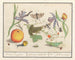 Ensemble d'histoire naturelle n° 12 Feuille de mélange - Anselmus Botius de Boodt — Ansicht des Kunstwerks