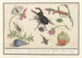 Naturhistorisches Ensemble Gemälde Nr. 13 13 Mischblatt - Anselmus Botius de Boodt — Ansicht des Kunstwerks