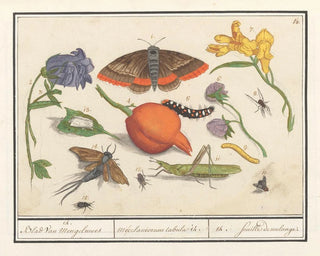 Naturhistorisches Ensemble Gemälde Nr. 14 Mischblatt - Anselmus Botius de Boodt — Ansicht des Kunstwerks