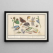 Ensemble d'histoire naturelle n° 15, 15 Feuille de mélange - Anselmus Botius de Boodt — gerahmtes Bild an der Wand