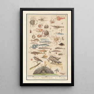 Anselmus Botius de Boodt - Natuurhistorische ensemble nr 19 19e Blad van Mengelmoes 19 miscelaniorum tabula 19e feuille de melange.webp