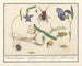 Ensemble de l'histoire naturelle n° 6 Feuille de mélange - Anselmus Botius de Boodt — Ansicht des Kunstwerks