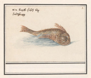 unbekannter Fisch - Anselmus Botius de Boodt — Ansicht des Kunstwerks
