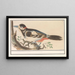 unbekannter Vogel - Anselmus Botius de Boodt — gerahmtes Bild an der Wand