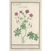 Bec de grue Geranium - Anselmus Botius de Boodt — Ansicht des Kunstwerks