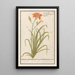 Reproduktion des Gemäldes Hemerocallis orange Hemerocallis - Anselmus Botius de Boodt