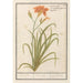 Reproduktion des Gemäldes Hemerocallis orange Hemerocallis - Anselmus Botius de Boodt