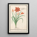 Reproduktion des Gemäldes Hemerocallis orange Hemerocallis - Anselmus Botius de Boodt