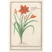 Reproduktion des Gemäldes Hemerocallis orange Hemerocallis - Anselmus Botius de Boodt