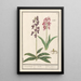 Orchidee Orchidaceae Standel Kruijd Orchis Du Satijrion - Anselmus Botius de Boodt — gerahmtes Bild an der Wand