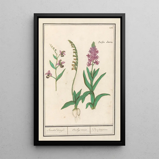 Anselmus Botius de Boodt - Orchidee Orchidaceae Standel Kruijd Orchys variae Du Satijrion.webp