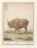 Bœuf Bos taurus bœufs Bos Bœuf - Anselmus Botius de Boodt — Ansicht des Kunstwerks