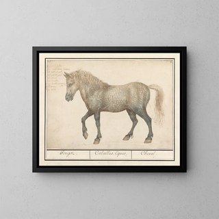 Anselmus Botius de Boodt - Paard Equus ferus caballus Hengst Caballus Equus Cheval.webp