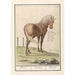 Pferd Equus ferus caballus Peerd Equus Pferd - Anselmus Botius de Boodt — Ansicht des Kunstwerks