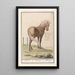 Pferd Equus ferus caballus Peerd Equus Pferd - Anselmus Botius de Boodt — gerahmtes Bild an der Wand