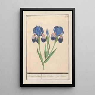 Anselmus Botius de Boodt - Paarse iris Iris germanica Blauwe lisbloeme irides Coeruleae iris Bleues.webp