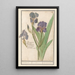 Iris germanica Iris germanica Stinkende lis iris Glaijeul puant flambe - Anselmus Botius de Boodt — gerahmtes Bild an der Wand