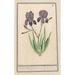 Iris germanica Iris germanica Voilette lisbloeme irides violaceae iris violettes - Anselmus Botius de Boodt — Ansicht des Kunstwerks
