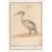 Pelikan Pelicanus - Anselmus Botius de Boodt — Ansicht des Kunstwerks