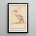Pelikan Pelicanus - Anselmus Botius de Boodt — gerahmtes Bild an der Wand